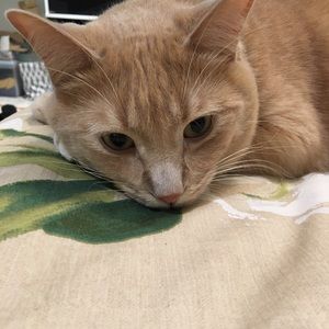 Meet your Posher, Patricia